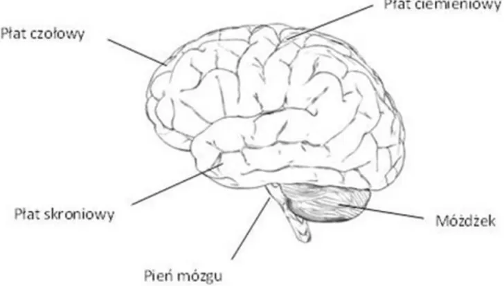 Rysunek 1. Płaty mózgowia, pień mózgu i móżdżek. Pobrane z: http://mset.rst2.edu/portfolios/t/thoman_j/