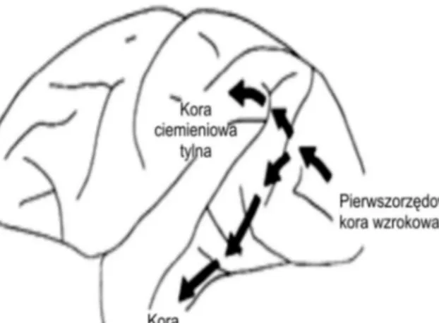 Rysunek 1. Schematyczny rysunek pierwszego modelu L.G. Ungerleider i M. Mishkina (z 1982 roku)  dwóch strumieni przetwarzania wzrokowego w korze naczelnych (mózg makaka)