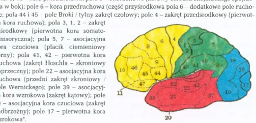Rys. 8. Mapa kory mózgowej wg K. Brodmanna uwzględniająca część powierzch­