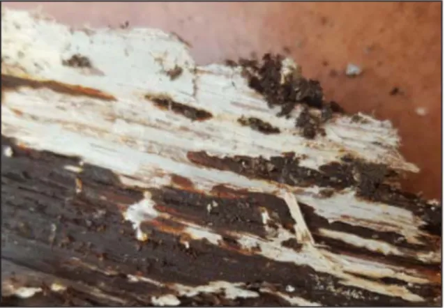 Fig. 1. White wood rot (visible white cellulose fi bers exposed after decomposition of lignin by white rot fungi)