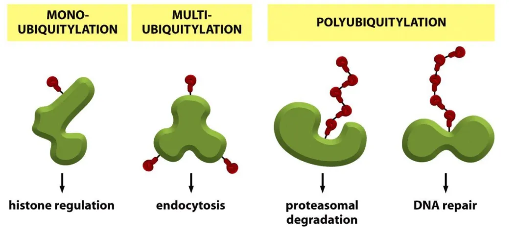 Figure 6-93  Molecular Biology of the Cell (© Garland Science 2008)