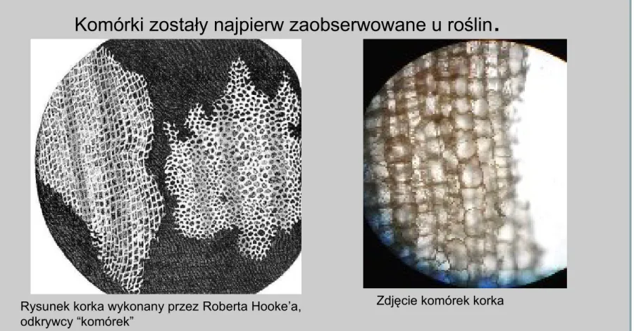 Rysunek korka wykonany przez Roberta Hooke’a,  odkrywcy “komórek”