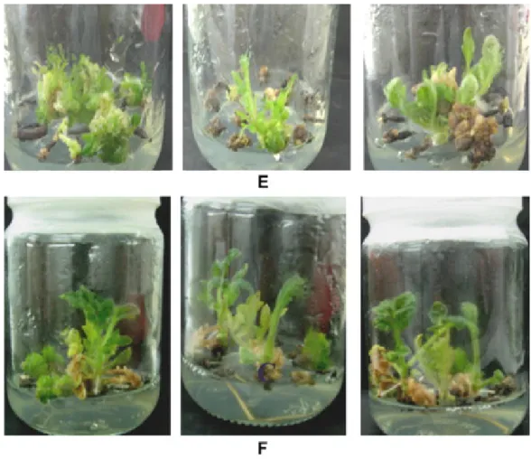 Figure 1 Hygromycin resistant shoots regenerated on selective media (shoot induction medium fortified with 15 mg/l hygromycin