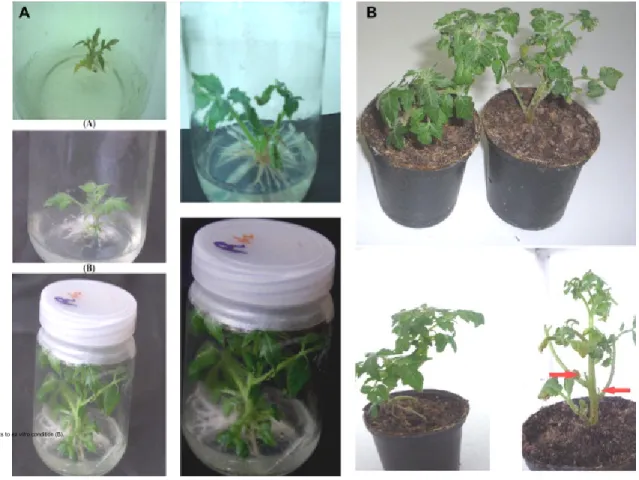 Figure 2 In vitro rooting (A) and acclimatization of transformed tomato plants to ex vitro condition (B).