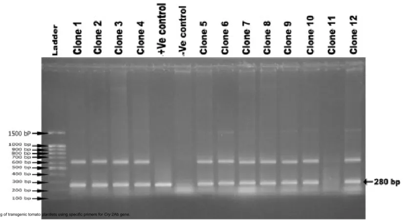 Figure 4 PCR screening of transgenic tomato plantlets using specific primers for Cry 2Ab gene.