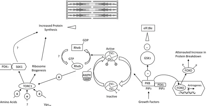 Figure 2. The molecular pathways activated by resistance exercise 