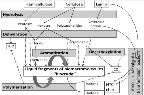 Fig. 1. Schematic of relevant  reaction  mechanisms of  hydrothermal carbonization  (Funke,  2012) 