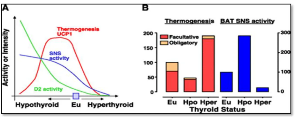 FIGURE 4 -  Relationship between brown adipose tissue facultative thermogenesis and  obligatory  thermogenesis,  sympathetic  BAT  stimulation  and  type  II  iodothyronine   5′-deiodinase  activity  as  a  function  of  thyroid  status  in  rodents  accli