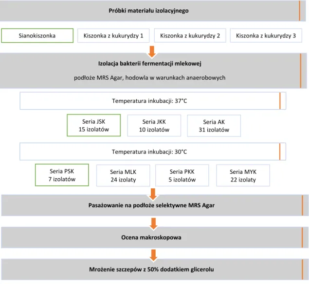 Rysunek 1. Izolacja bakterii fermentacji mlekowej z kiszonek paszowych - Etap 1 Źródło: opracowanie własne 
