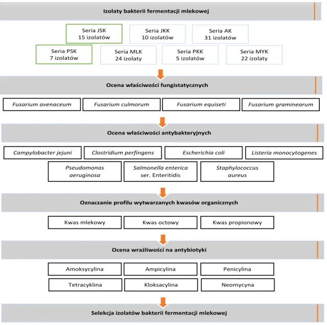 Rysunek 2. Selekcja izolatów bakterii fermentacji mlekowej na podstawie wybranych właściwości - Etap 2  Źródło: opracowanie własne 