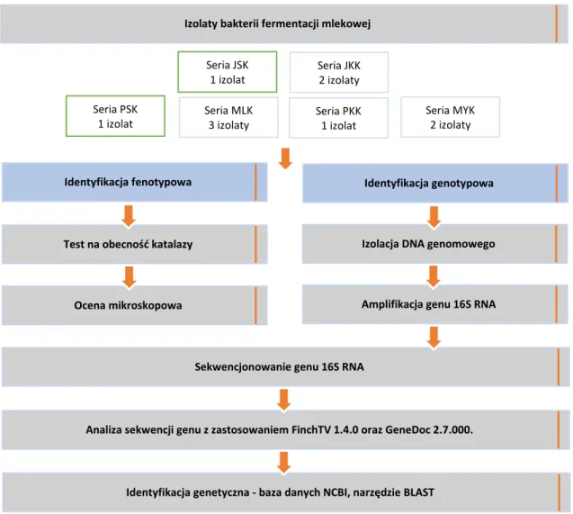 Rysunek 3. Identyfikacja genetyczna wyselekcjonowanych izolatów bakterii fermentacji mlekowej - Etap 3  Źródło: opracowanie własne 