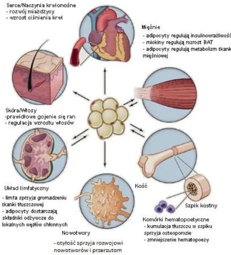 Tab.  2  Charakterystyka  wybranych  adipokin  (Fruhbeck,  1999;  Lembo   i  wsp.,  2000;  Yudkin  i  wsp.,  2000;  Peelman  i  wsp.,  2004;  Schafer  i  wsp.,  2004;  de  Souza Batista i wsp., 2007; Siemieńska, 2007; Malinowski i wsp., 2008)