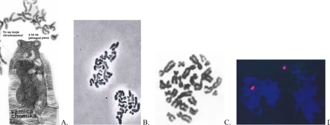 Fig. 3. Illustration of the method of obtaining human sperm chromosome complements after a xenogenic penetration into hamster  oocytes