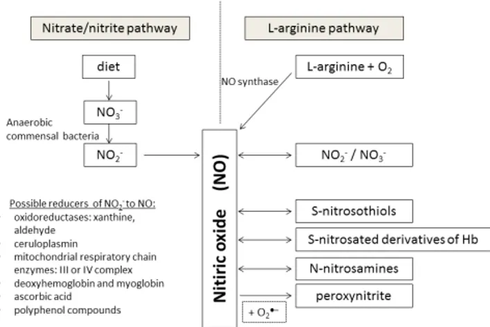 Figure 2. Dietary nitrate and nitrite transformation