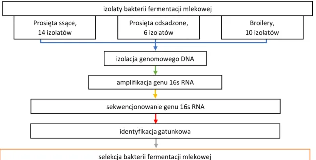 Rysunek 3. Identyfikacja genetyczna wyselekcjonowanych izolatów bakterii fermentacji mlekowej  (Etap 3) 