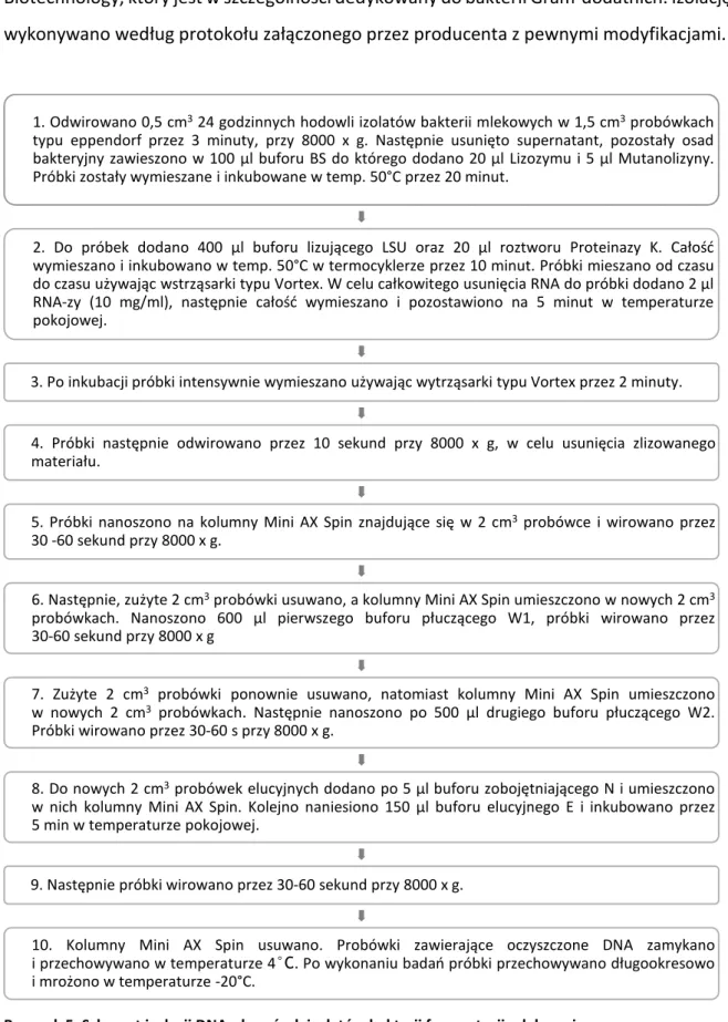 Rysunek 5. Schemat izolacji DNA z komórek izolatów bakterii fermentacji mlekowej 