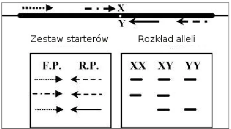 Tabela 6:  Odczynniki wykorzystywane do  ARMS-PCR, stosowanej w celu wykrywania  obecności mutacji V617F genu JAK2