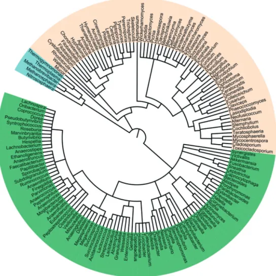 Fig. 1. A taxonomic tree of an exemplary human gut microbiome (to genus level) of  Bacteria (green), Archea (blue) and Eukaryota (beige) identiﬁ ed by next-generation  se-quencing analysis by Hoffmann et al