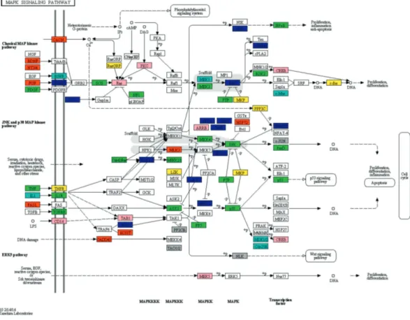 Fig . 5. Pathway map of the mitogen-activated protein kinase signalling. Members of the  pathway which expression was modulated by speciﬁ c group of bacteria used were  col-oured: green (probiotic), blue (commensal), red (pathogens), cyan (probiotic and  c