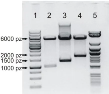 Tabela 4.2 Sekwencje aminokwasowe i właściwości bioinżynierowanych białek jedwabiu pajęczego MS1, MS2(9x)  oraz MS2