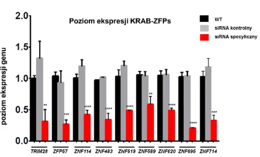 Wykres 2: Poziom ekspresji genu TRIM28 oraz poszczególnych czynników KRAB-ZFPs po  transfekcji  przy  pomocy  siRNA