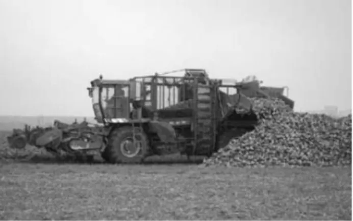 Fig. 3 Storing sugar beets in ricks at the field (Source: i.m.a. 2010) 