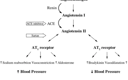 Figure 3. The rennin angiotensin system with sites of blockade by ACE inhibitors and sartans