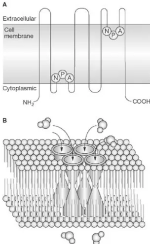 Figure 1. General  structure  of  the Aquaporin  family: A  –  monomer; B – tetramer in cell membrane www.nature.com/