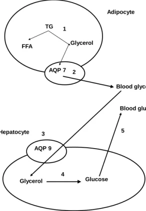 Figure 2. Adipocyte glycerol release and gluconeogenesis  from glycerol in the liver under physiological conditions 1 – lipolysis; 2 – AQP7-mediated glycerol transport to the  blood-stream; 3 – AQP9-mediated glycerol uptake by the liver; 4 – liver  glucone