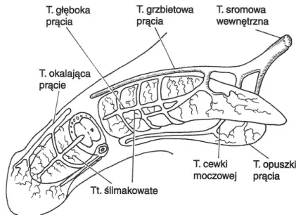 Rysunek 2 Schemat unaczynienia tętniczego prącia [11] 