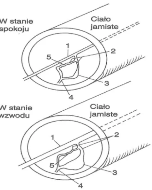 Rysunek  3  Schemat  krążenia  krwi  w  ciele  jamistym  prącia  w  sanie  spoczynku  i  w  stanie  wzwodu