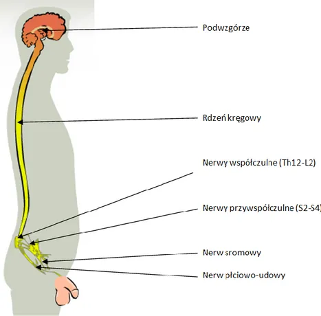 Rysunek 1 Schemat neuronalnej kontroli erekcji [7] 