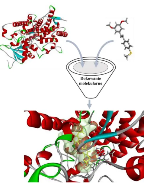Rysunek  4.  Schematyczna  ilustracja  procesu  dokowania  molekularnego  na  przykładzie  inhibitora  –  cząsteczki  (E)-1-(4-metylotiofenylo)-2-(3,5-dimetoksyfenylo)etenu  w  kieszeni  wiążącej  izoenzymu  CYP1A2  (PDB  ID:  2HI4)  (enzym  biorący  udzia