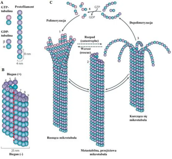 Rysunek  6.  Struktura  mikrotubuli  i  jej  dynamiczna  niestabilność:  A  –  struktura  protofilamentu,  B  –  struktura  mikrotubuli,  C  –  ilustracja  procesu  dynamicznej  niestabilności  mikrotubuli,  1  –  rosnąca  mikrotubula, 2 – metastabilna prz