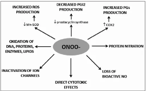 Figure 2. The phases of muscle regeneration [3]