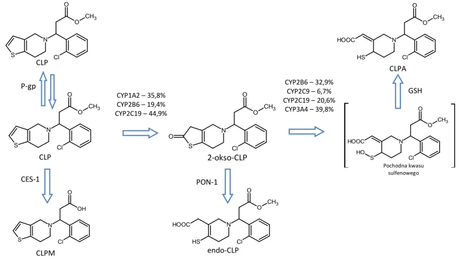 Rysunek 1: Wchłanianie i metabolizm CLP. Procentowy udział CYP450 w biotransformacji na podstawie Kazui i wsp