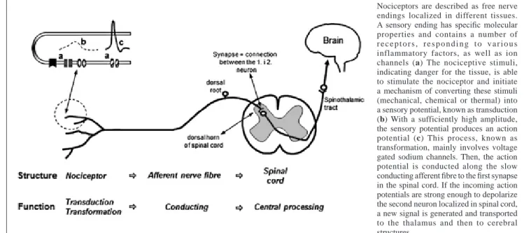Figure 1. Structure and function of the nociceptive system. The peripheral elements of this system involve nociceptive neurons  converting stimuli, in their ending parts, into action potentials and axons conducting them further up to the central  ending, w