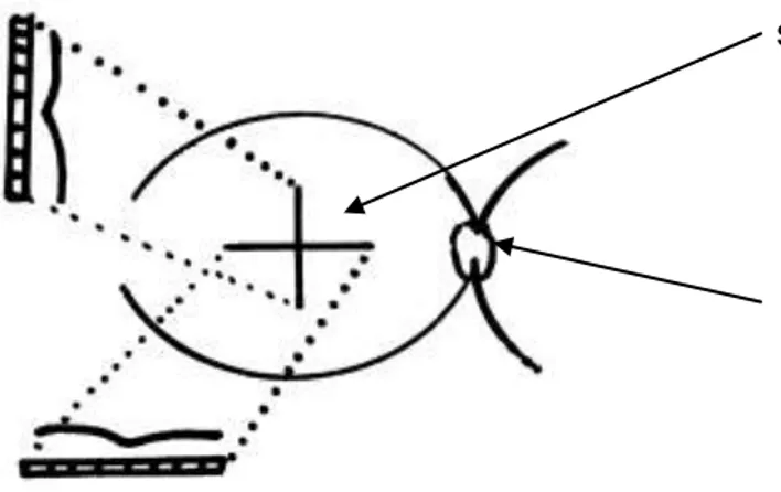 Rycina 22. Rysunek schematyczny ukazujący obszar przeprowadzanych skanów. 