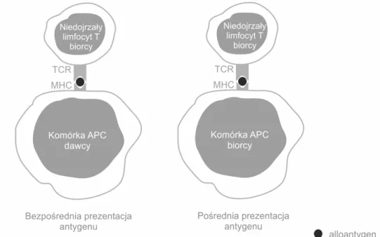 Illustration 3. Two types of alloantigen recognition. Abbreviations: TCR – T cell receptor, MHC – Major  histocompatibility complex, APC – Antigen presenting cell.