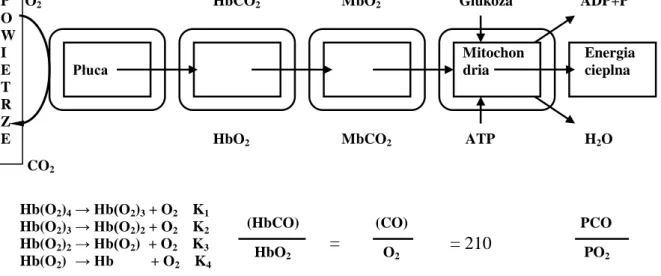 Rysunek  5    Powinowactwo  i  mechanizm  wiązania  tlenku  węgla  przez  hemoglobinę   i mioglobinę 