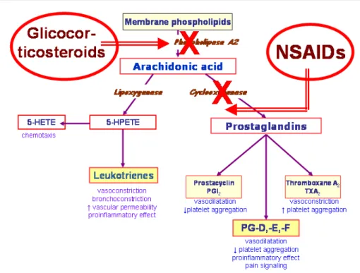 Figure 1: Metabolizm of arachidonic acid (AA) with the aid of cyclooxygenases (COX) and lipoxygenases (LOX) and sites of actions of non- non-steroidal anti-inflammatory drugs (NSAIDs), and glucocorticosteroids in comparison.