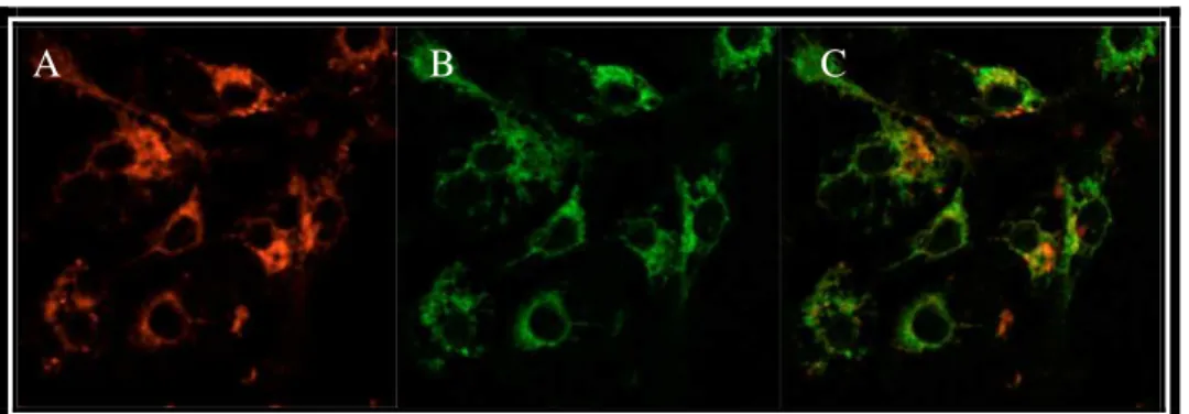 Figura 4.4. Komórki OvBH-1: A) umiejscowienie Ph; B) umiejscowienie retikulum endoplazmatyczne; C) Kolokalizacja - nałożenie obrazów A i B