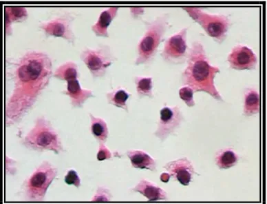 Figura 4.7. Obraz morfologiczny komórek OvBH-1 po Ph-2-Me-PDT, barwienie H+E, powiększenie 400×