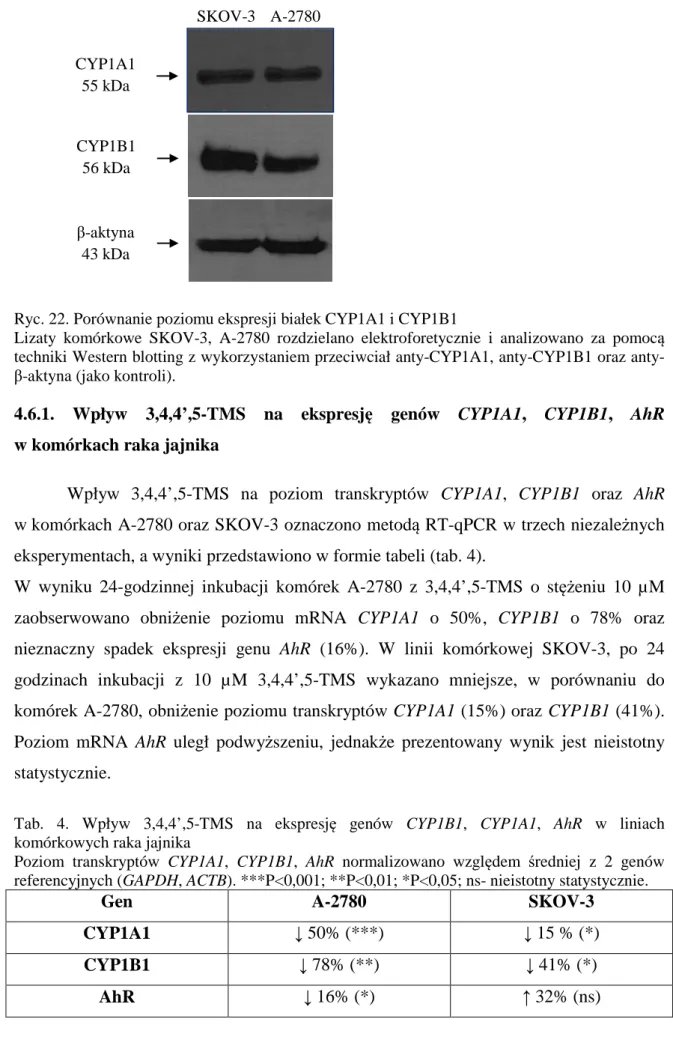Tab.  4.  Wpływ  3,4,4’,5-TMS  na  ekspresję  genów  CYP1B1,  CYP1A1,  AhR  w  liniach  komórkowych raka jajnika 