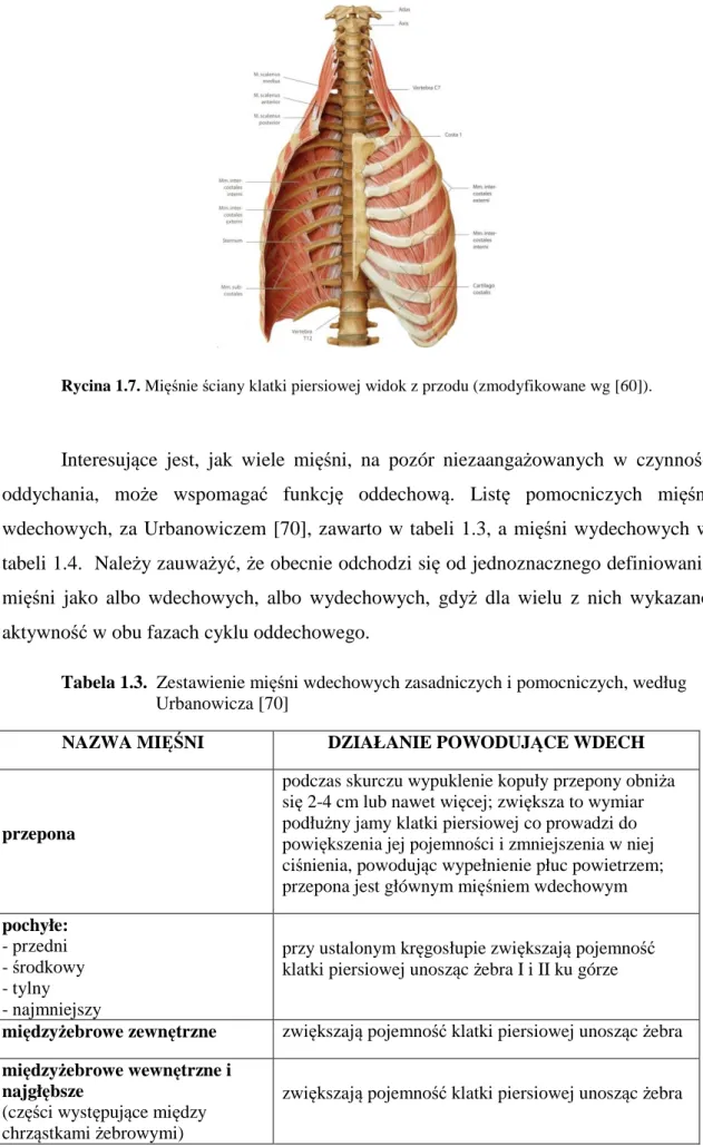 Tabela 1.3.  Zestawienie mięśni wdechowych zasadniczych i pomocniczych, według  Urbanowicza [70] 