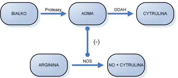 Rysunek 3.  Schemat syntezy i rozkładu ADMA