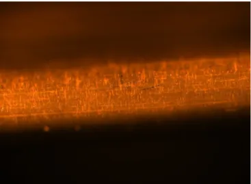 Figure 30 Staining with BSA-Oyster 656 of the wire covered with hydrogel. The wire is glowing  orange