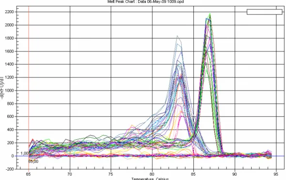 Wykres temperatury topnienia w reakcji PCR w czasie rzeczywistym dla produktów amplifikacji  genów TERT i TERC (pierwszy pik) oraz ACTB (drugi pik)