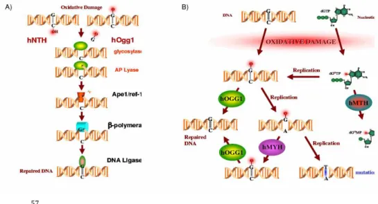 Figure 2-2 Results for Accumulation Myh Gene Defects in Different Genes. 
