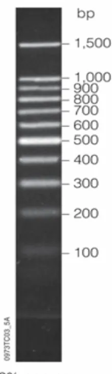 Figure 4-1 DNA Ladder for 100 bp (Promega) 